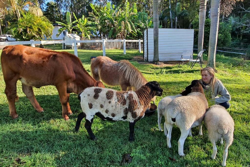 Cabin Country Retreat Paskins Farm Palmwoods Zewnętrze zdjęcie
